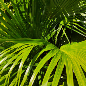 琳妮特穿越规则怪谈小说
